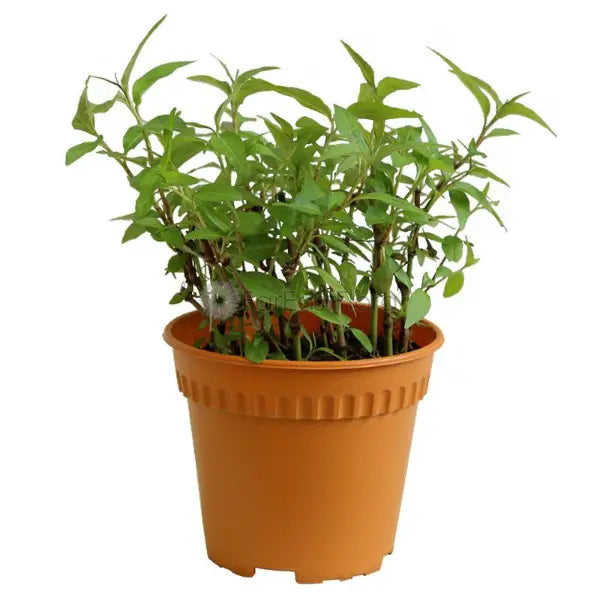 LAKSA LEAF P15C (PR/SH)