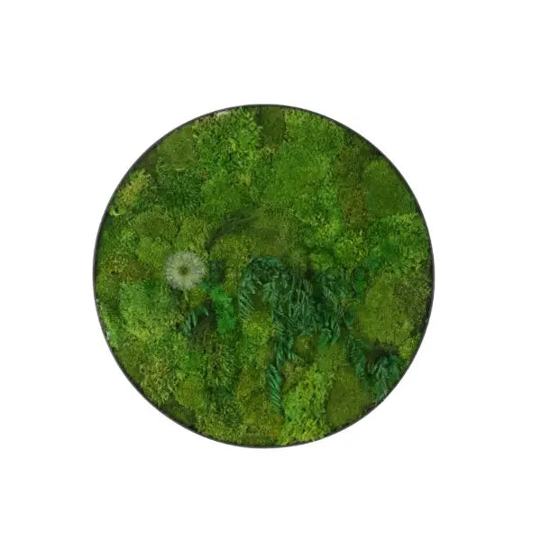 MOSS WALL ART ROUND WITH PLANT 60CM 0051 (SF)