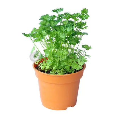 PARSLEY CHINESE P15C (PR/SH)