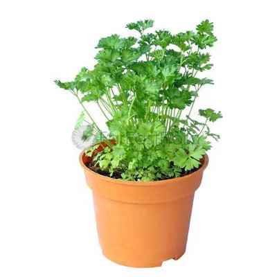 PARSLEY CHINESE P15C (PR/SH)
