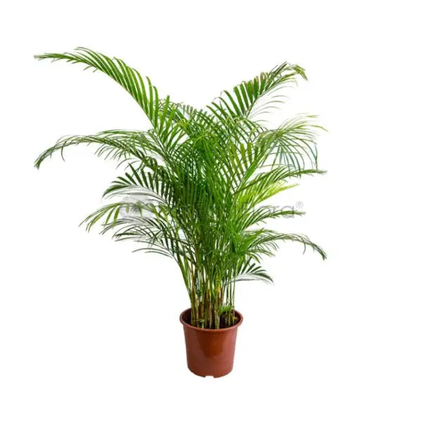 YELLOW PALM 100CM HT (LTK)