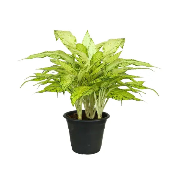 DIEFFENBACHIA STARBRIGHT P31C GA)