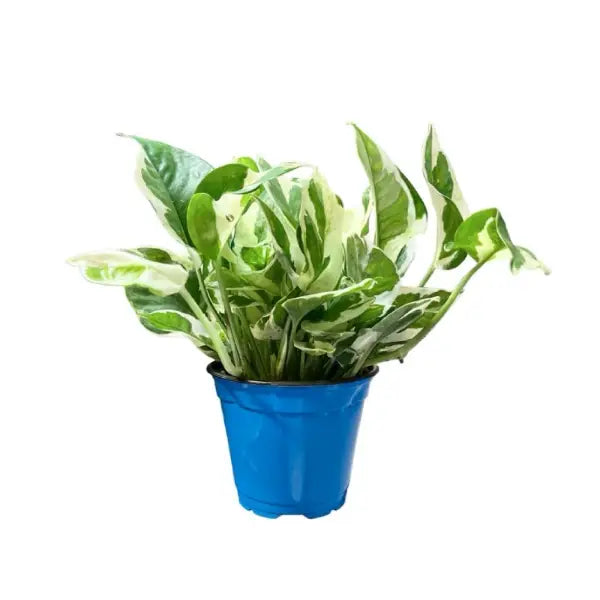 MONEY PLANT N JOY P11C-白金葛 (TB/AW/HF)