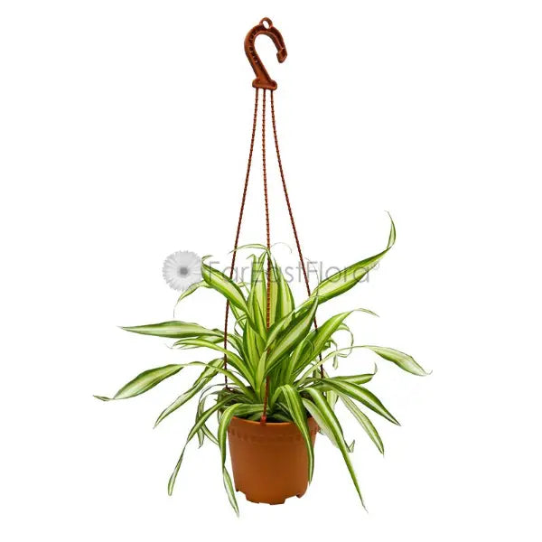 CHLOROPHYTUM HANGING  P15C (SH)