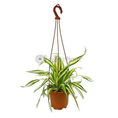 CHLOROPHYTUM HANGING  P15C (SH)