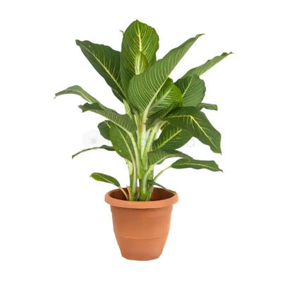 DIEFFENBACHIA GREEN LIGHT P30C (GA)