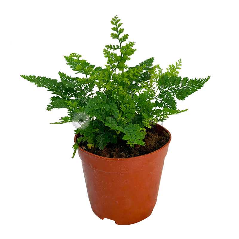 DAVALLIA FERN P9C-狼尾蕨 (TB/AW/HF)