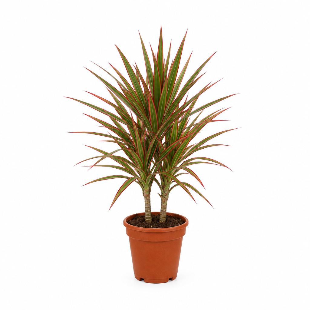 DRACAENA MARGINATA BICOLOR P9C-三色铁 (TB)
