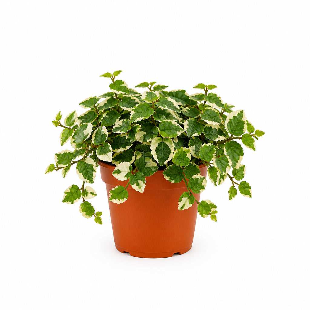 FICUS PUMILA MINIMA P9C-小叶霹雳 (HF)