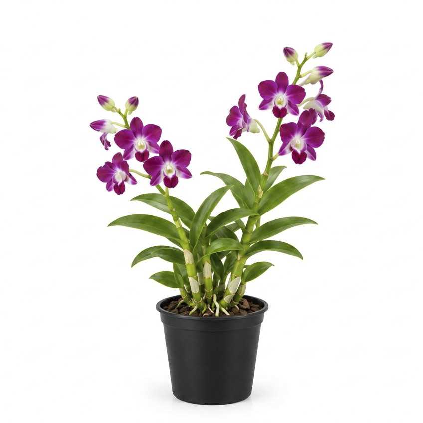 DENDROBIUM MINI ORCHID (YZ) (NETT)