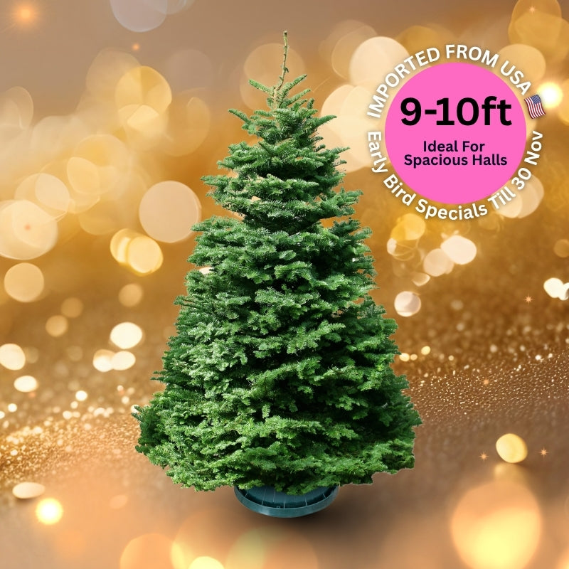 Christmas Tree - USA Noble Fir (9 - 10 ft) with Tree Stand