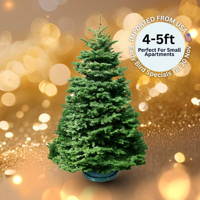 Christmas Tree - USA Noble Fir (4 - 5 ft) with Tree Stand