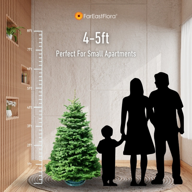 Christmas Tree - USA Noble Fir (4 - 5 ft) with Tree Stand