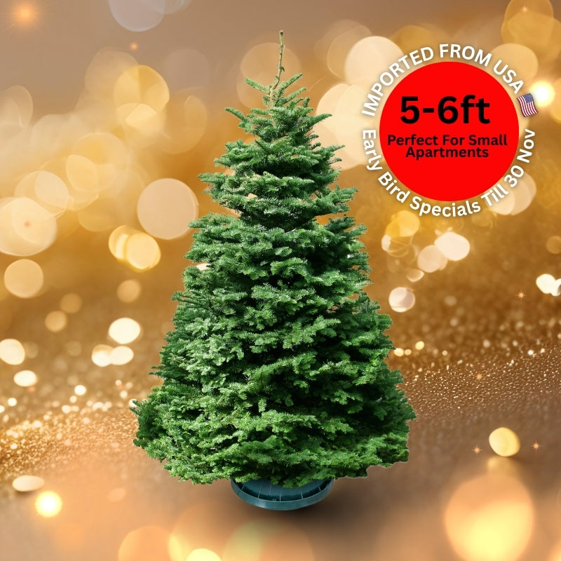 Christmas Tree - USA Noble Fir (5 - 6 ft) with Tree Stand