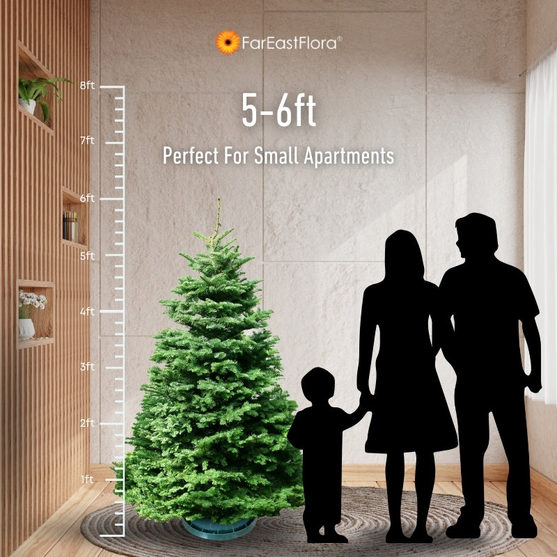 Christmas Tree - USA Noble Fir (5 - 6 ft) with Tree Stand