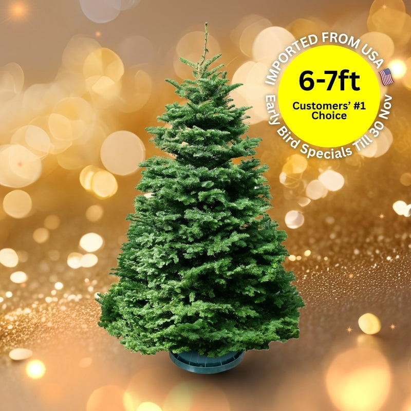 Christmas Tree - USA Noble Fir (6 - 7 ft) with Tree Stand