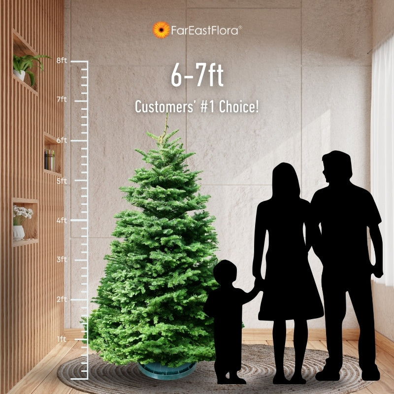 Christmas Tree - USA Noble Fir (6 - 7 ft) with Tree Stand