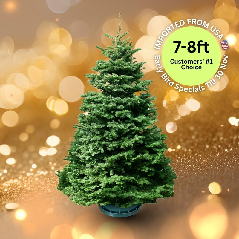 Christmas Tree - USA Noble Fir (7 - 8 ft) with Tree Stand