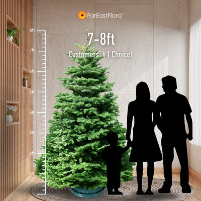 Christmas Tree - USA Noble Fir (7 - 8 ft) with Tree Stand
