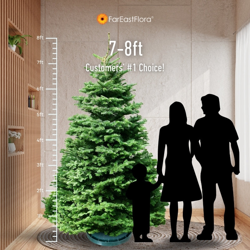 Christmas Tree - USA Noble Fir (7 - 8 ft) with Tree Stand