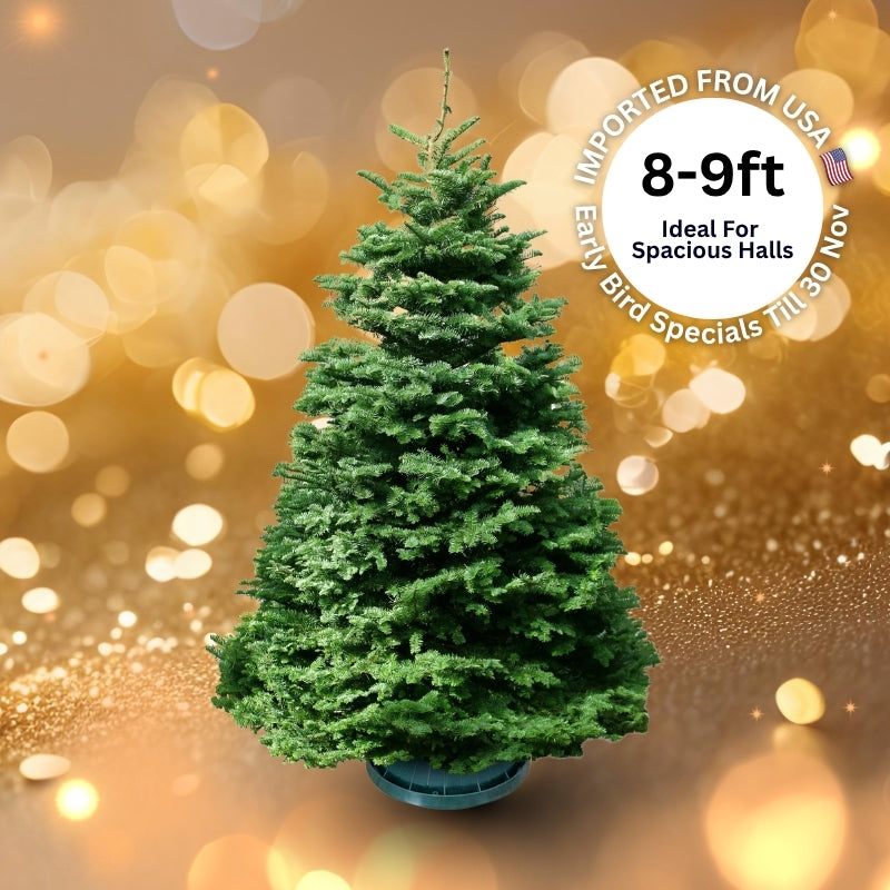 Christmas Tree - USA Noble Fir (8 - 9 ft) with Tree Stand