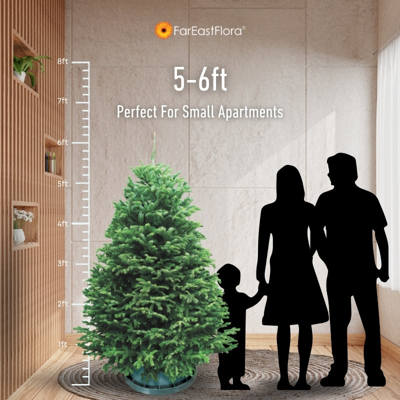 Christmas Tree - USA Nordmann Fir (5 - 6 ft) with Tree Stand