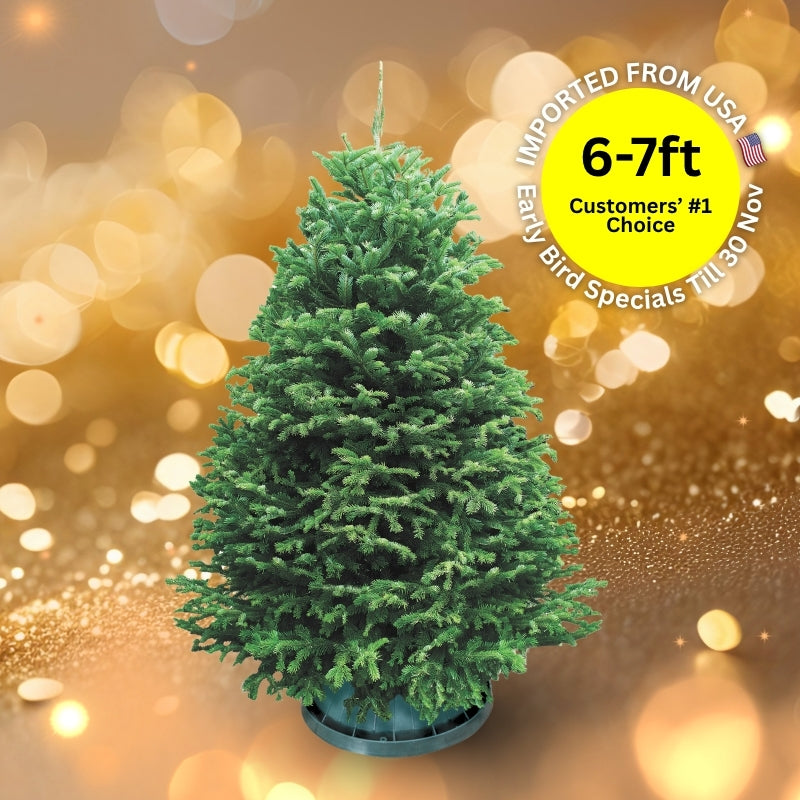 Christmas Tree - USA Nordmann Fir (6 - 7 ft) with Tree Stand