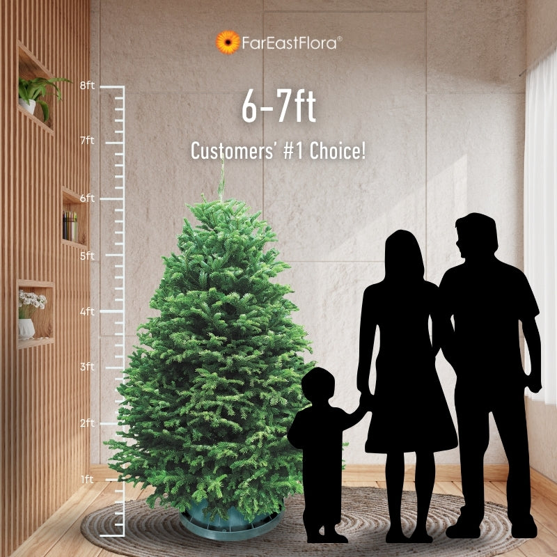 Christmas Tree - USA Nordmann Fir (6 - 7 ft) with Tree Stand