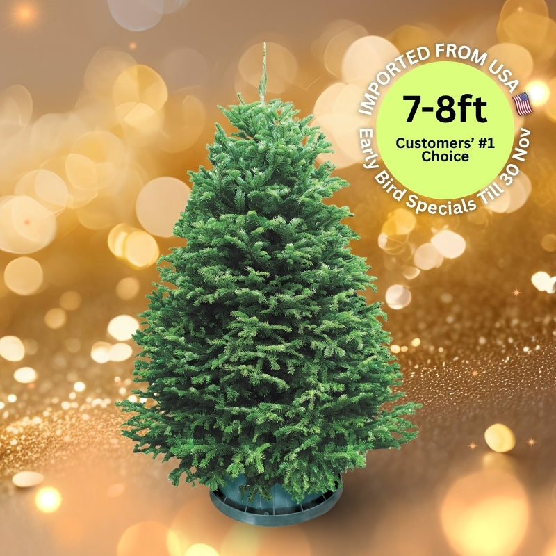 Christmas Tree - USA Nordmann Fir (7 - 8 ft) with Tree Stand