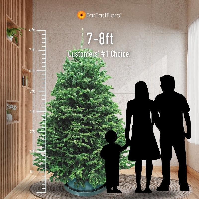 Christmas Tree - USA Nordmann Fir (7 - 8 ft) with Tree Stand