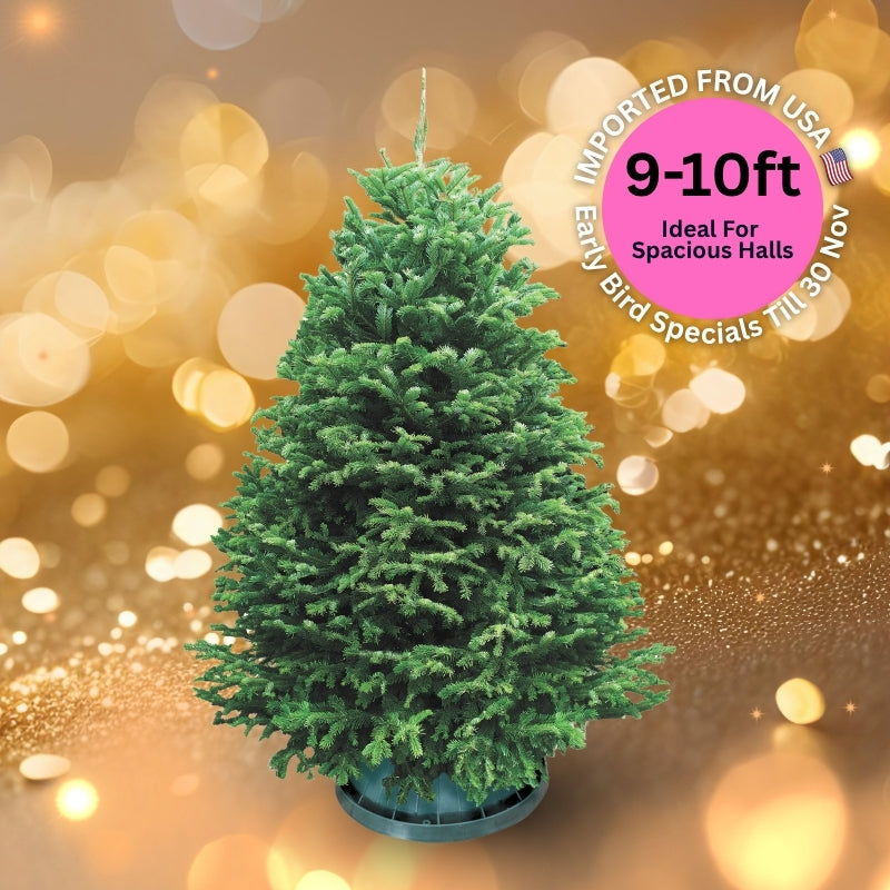 Christmas Tree - USA Nordmann Fir (9 - 10 ft) with Tree Stand