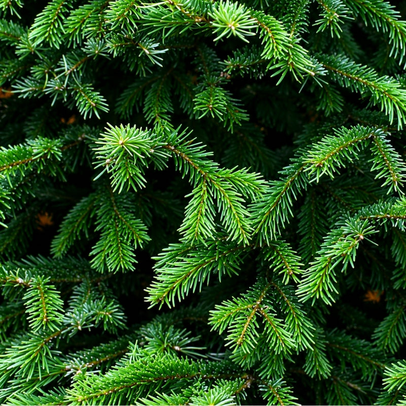 Christmas Tree - USA Nordmann Fir (5 - 6 ft) with Tree Stand