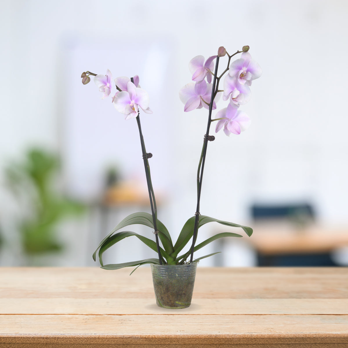 PHALAENOPSIS ASSORTED AIR-FLOWN PREMIUM AA:特级双梗3" S/O $19.90 (AF)