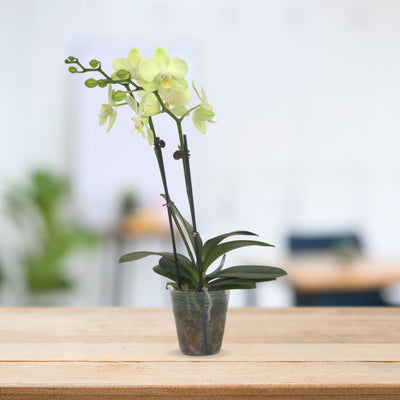 PHALAENOPSIS ASSORTED AIR-FLOWN PREMIUM AA:特级双梗3" S/O $19.90 (AF)