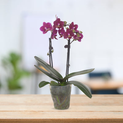 PHALAENOPSIS ASSORTED AIR-FLOWN PREMIUM AA:特级双梗3" S/O $19.90 (AF)