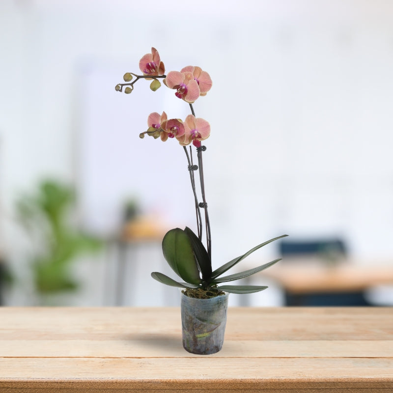 PHALAENOPSIS ASSORTED AIR-FLOWN PREMIUM AA:特级双梗3" S/O $19.90 (AF)