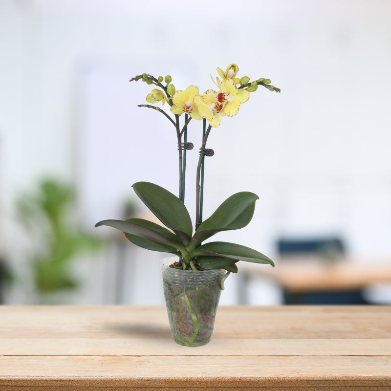 PHALAENOPSIS ASSORTED AIR-FLOWN PREMIUM AA:特级双梗3" S/O $19.90 (AF)