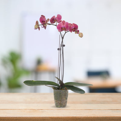 PHALAENOPSIS ASSORTED AIR-FLOWN PREMIUM AA:特级双梗3" S/O $19.90 (AF)