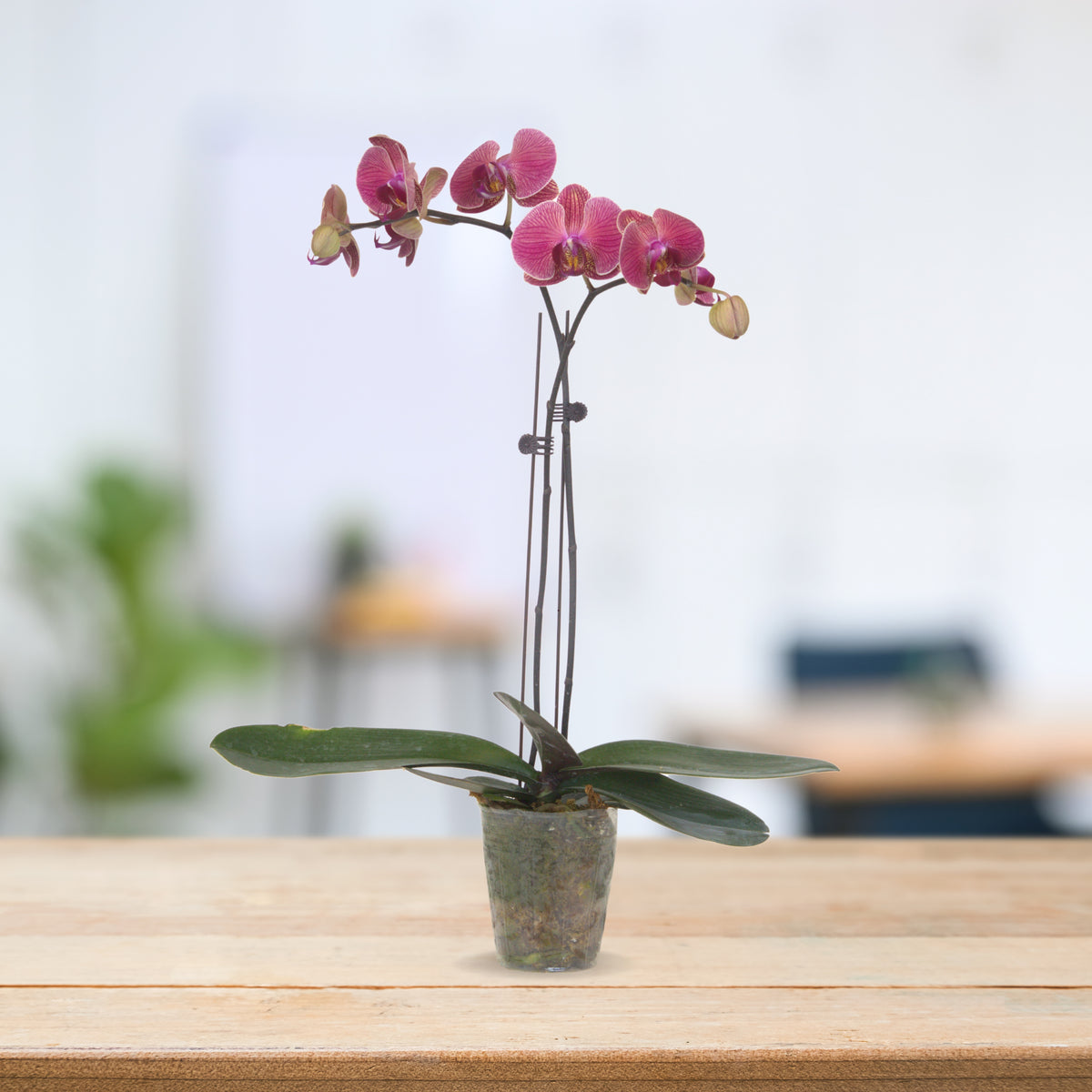 PHALAENOPSIS ASSORTED AIR-FLOWN PREMIUM AA:特级双梗3" S/O $19.90 (AF)