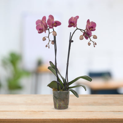 PHALAENOPSIS ASSORTED AIR-FLOWN PREMIUM AA:特级双梗3" S/O $19.90 (AF)