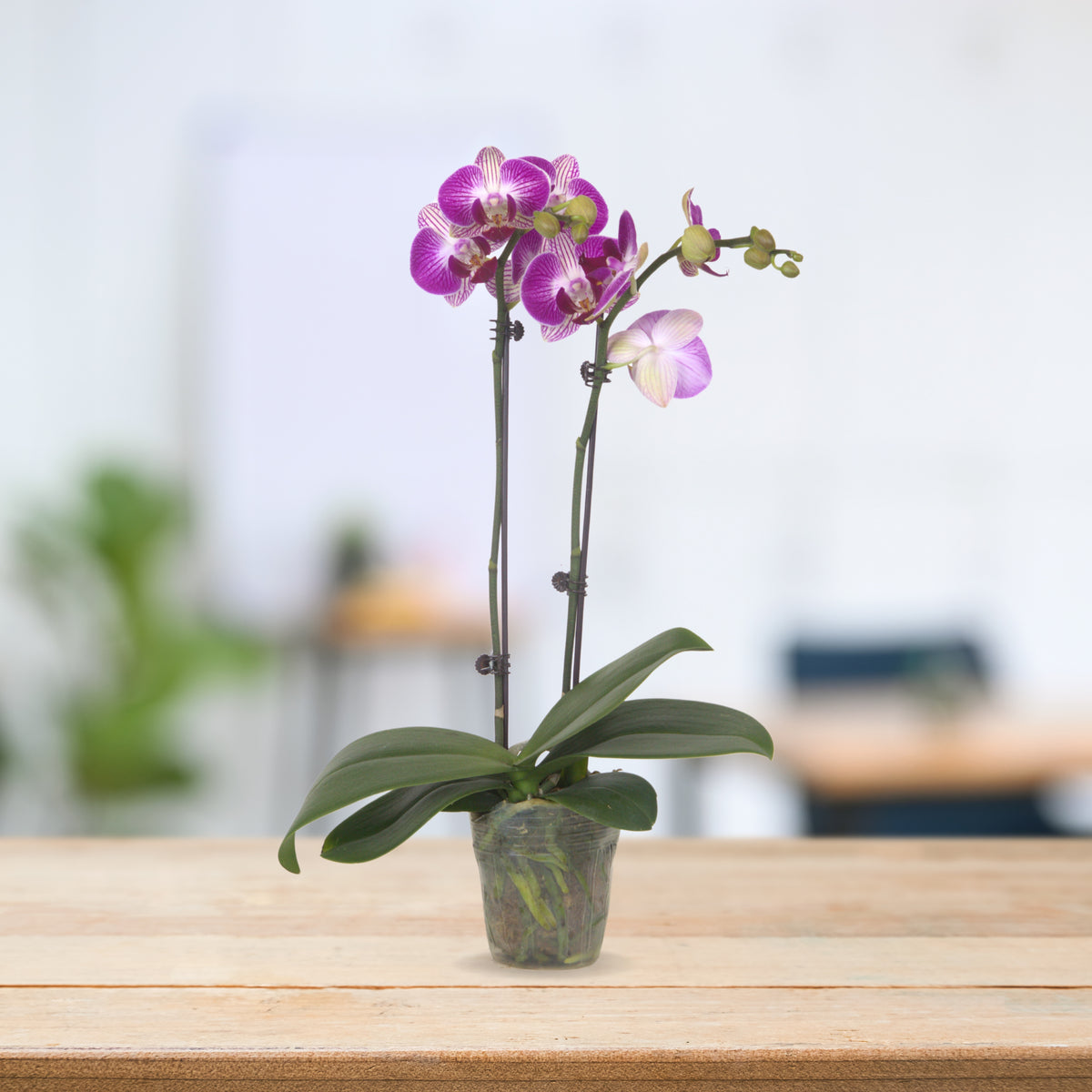 PHALAENOPSIS ASSORTED AIR-FLOWN PREMIUM AA:特级双梗3" S/O $19.90 (AF)