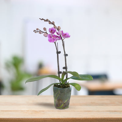 PHALAENOPSIS ASSORTED AIR-FLOWN PREMIUM AA:特级双梗3" S/O $19.90 (AF)