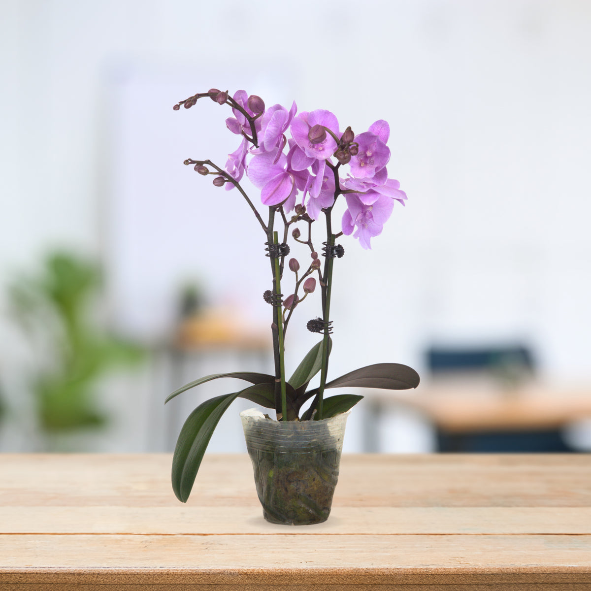 PHALAENOPSIS ASSORTED AIR-FLOWN PREMIUM AA:特级双梗3" S/O $19.90 (AF)