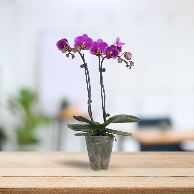 PHALAENOPSIS ASSORTED AIR-FLOWN PREMIUM AA:特级双梗3" S/O $19.90 (AF)