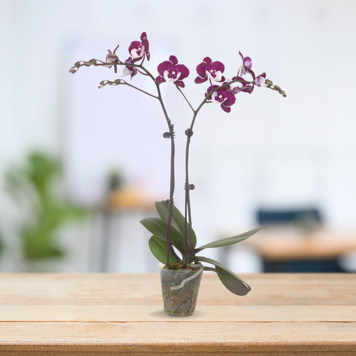 PHALAENOPSIS ASSORTED AIR-FLOWN PREMIUM AA:特级双梗3" S/O $19.90 (AF)