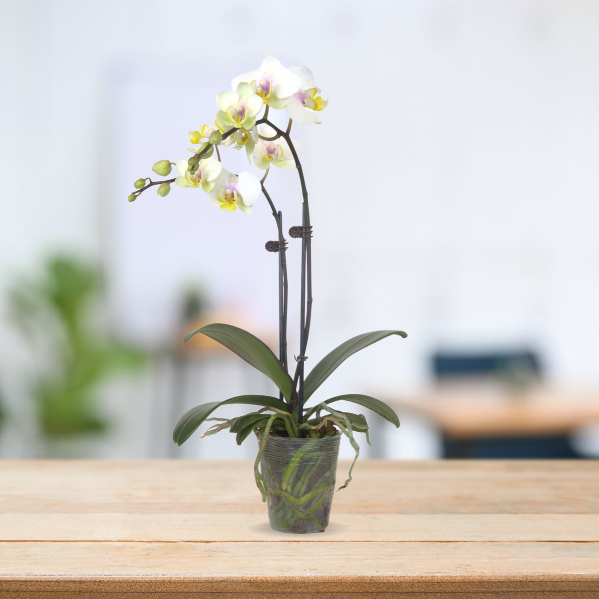 PHALAENOPSIS ASSORTED AIR-FLOWN PREMIUM AA:特级双梗3" S/O $19.90 (AF)