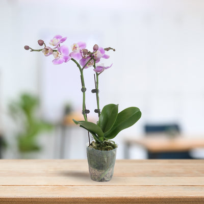 PHALAENOPSIS ASSORTED AIR-FLOWN PREMIUM AA:特级双梗3" S/O $19.90 (AF)