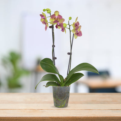 PHALAENOPSIS ASSORTED AIR-FLOWN PREMIUM AA:特级双梗3" S/O $19.90 (AF)