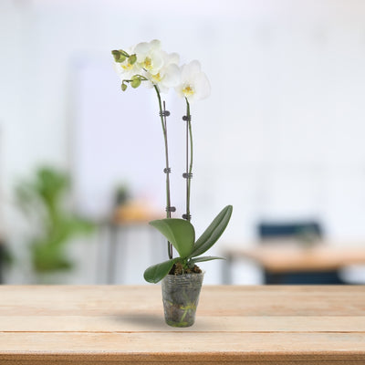 PHALAENOPSIS ASSORTED AIR-FLOWN PREMIUM AA:特级双梗3" S/O $19.90 (AF)