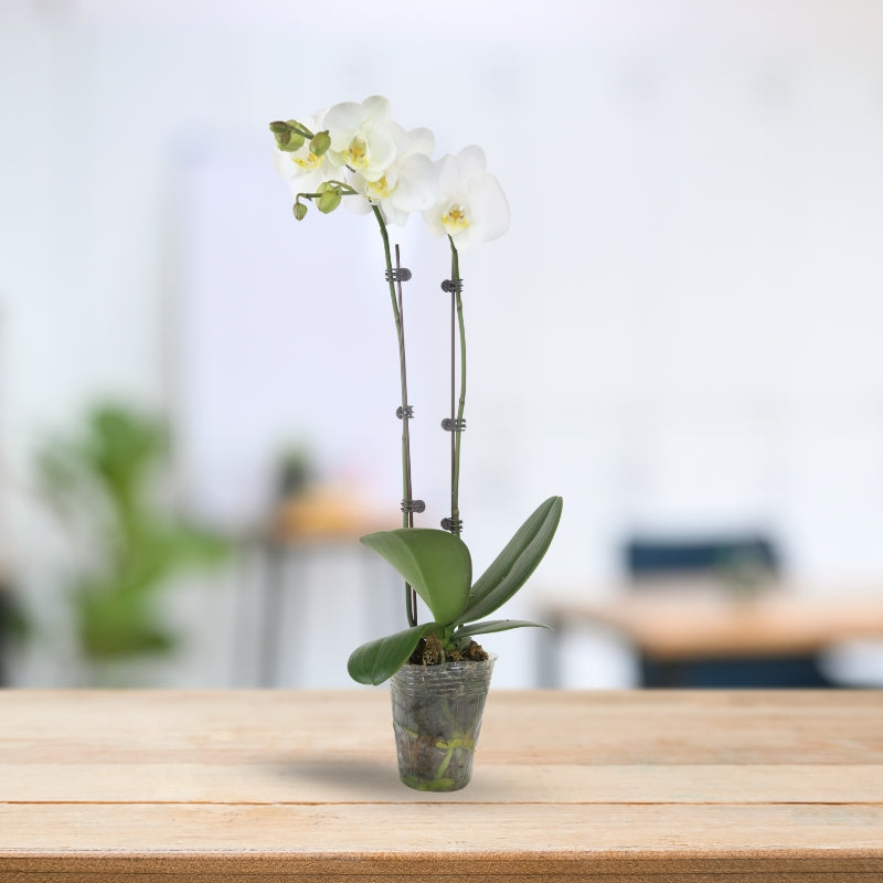 PHALAENOPSIS ASSORTED AIR-FLOWN PREMIUM AA:特级双梗3" S/O $19.90 (AF)